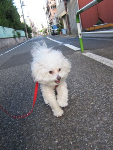 ¥Û¥Æ¥ë¸¤¤ª¤¢¤º¤«¤ê¥Ú¥Ã¥È¥Û¥Æ¥ëʸµþ¶è¥Ó¥·¥ç¥ó¥Õ¥ê¡¼¥¼¥È¥ê¥ß¥ó¥°¥Õ¥ó¥È¥Ò¥å¥Ã¥ÆÅìµþ¥È¥ê¥ß¥ó¥°¥µ¥í¥ó¥Ó¥·¥ç¥ó¥«¥Ã¥È´ØÅìhundehutte¤«¤ï¤¤¤¤¥Ó¥·¥ç¥ó16.jpg