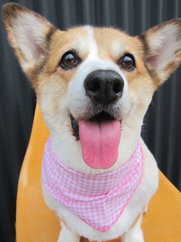 コーギーサマーカットコーギートリミング文京区フントヒュッテ駒込トリミングサロンhundehutte関東ペットサロン東京サマーカット犬暑さ対策わんこ熱中症ツルツルコーギー3.jpg