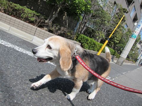 ビーグルトリミング文京区フントヒュッテトリミングサロン東京ペットサロン関東hundehutteビーグル千駄木フランス菓子ストレルモンブランモカロール吉本ばなな9.jpg