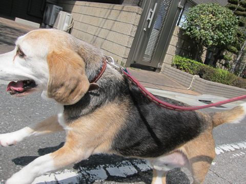 ビーグルトリミング文京区フントヒュッテトリミングサロン東京ペットサロン関東hundehutteビーグル千駄木フランス菓子ストレルモンブランモカロール吉本ばなな10.jpg