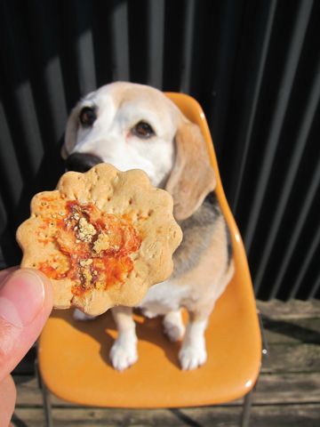 ビーグルトリミング文京区フントヒュッテトリミングサロン東京ペットサロン関東hundehutteビーグル千駄木フランス菓子ストレルモンブランモカロール吉本ばななc.jpg