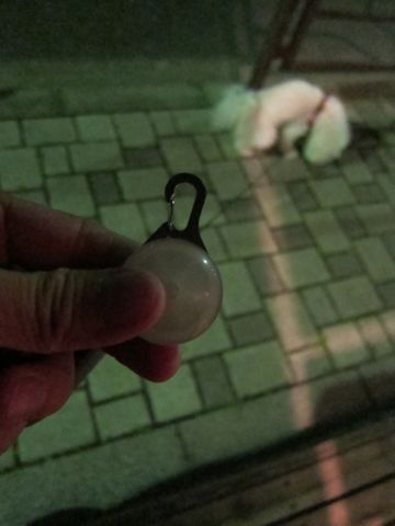 ホテル犬おあずかりペットホテル文京区ビションフリーゼトリミングフントヒュッテ東京トリミングサロンビションカット関東hundehutteかわいいビション33.jpg