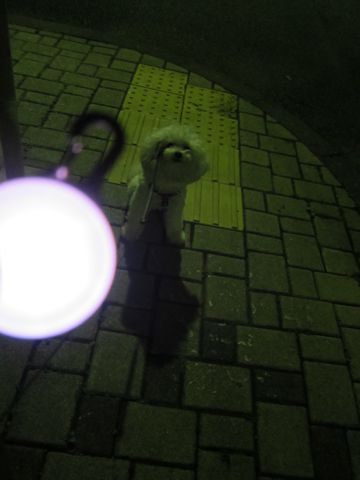 ホテル犬おあずかりペットホテル文京区ビションフリーゼトリミングフントヒュッテ東京トリミングサロンビションカット関東hundehutteかわいいビション37.jpg
