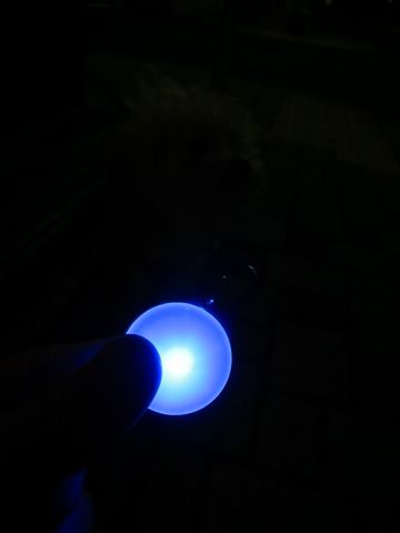 ホテル犬おあずかりペットホテル文京区ビションフリーゼトリミングフントヒュッテ東京トリミングサロンビションカット関東hundehutteかわいいビション40.jpg