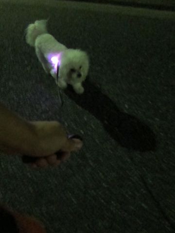 ホテル犬おあずかりペットホテル文京区ビションフリーゼトリミングフントヒュッテ東京トリミングサロンビションカット関東hundehutteかわいいビション42.jpg