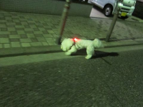 ホテル犬おあずかりペットホテル文京区ビションフリーゼトリミングフントヒュッテ東京トリミングサロンビションカット関東hundehutteかわいいビション43.jpg