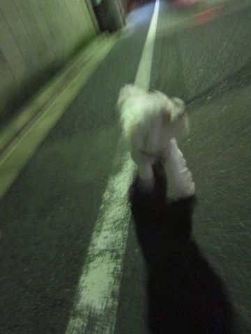 ホテル犬おあずかりペットホテル文京区ビションフリーゼトリミングフントヒュッテ東京トリミングサロンビションカット関東hundehutteかわいいビション45.jpg