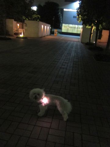 ホテル犬おあずかりペットホテル文京区ビションフリーゼトリミングフントヒュッテ東京トリミングサロンビションカット関東hundehutteかわいいビション46.jpg
