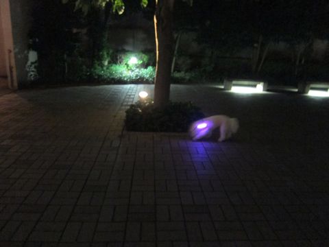 ホテル犬おあずかりペットホテル文京区ビションフリーゼトリミングフントヒュッテ東京トリミングサロンビションカット関東hundehutteかわいいビション47.jpg