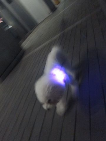 ホテル犬おあずかりペットホテル文京区ビションフリーゼトリミングフントヒュッテ東京トリミングサロンビションカット関東hundehutteかわいいビション48_2.jpg