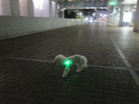 ホテル犬おあずかりペットホテル文京区ビションフリーゼトリミングフントヒュッテ東京トリミングサロンビションカット関東hundehutteかわいいビション49.jpg