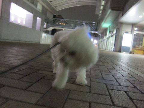 ホテル犬おあずかりペットホテル文京区ビションフリーゼトリミングフントヒュッテ東京トリミングサロンビションカット関東hundehutteかわいいビション50.jpg