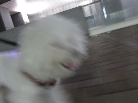 ホテル犬おあずかりペットホテル文京区ビションフリーゼトリミングフントヒュッテ東京トリミングサロンビションカット関東hundehutteかわいいビション51.jpg