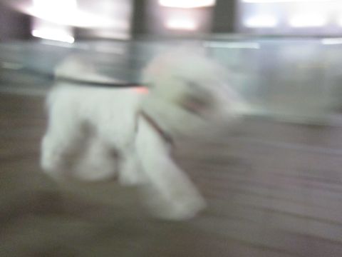ホテル犬おあずかりペットホテル文京区ビションフリーゼトリミングフントヒュッテ東京トリミングサロンビションカット関東hundehutteかわいいビション52.jpg