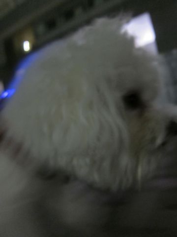 ホテル犬おあずかりペットホテル文京区ビションフリーゼトリミングフントヒュッテ東京トリミングサロンビションカット関東hundehutteかわいいビション53.jpg