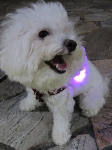 ホテル犬おあずかりペットホテル文京区ビションフリーゼトリミングフントヒュッテ東京トリミングサロンビションカット関東hundehutteかわいいビション56.jpg