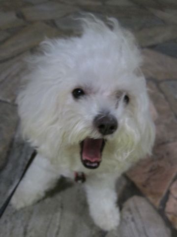 ホテル犬おあずかりペットホテル文京区ビションフリーゼトリミングフントヒュッテ東京トリミングサロンビションカット関東hundehutteかわいいビション57.jpg