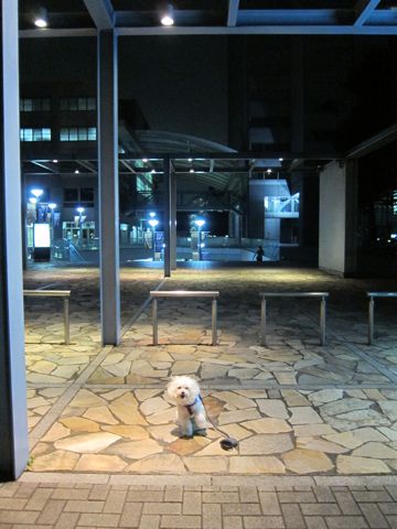ホテル犬おあずかりペットホテル文京区ビションフリーゼトリミングフントヒュッテ東京トリミングサロンビションカット関東hundehutteかわいいビション59.jpg