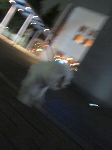 ホテル犬おあずかりペットホテル文京区ビションフリーゼトリミングフントヒュッテ東京トリミングサロンビションカット関東hundehutteかわいいビション60.jpg