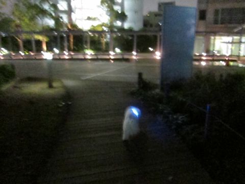 ホテル犬おあずかりペットホテル文京区ビションフリーゼトリミングフントヒュッテ東京トリミングサロンビションカット関東hundehutteかわいいビション61.jpg