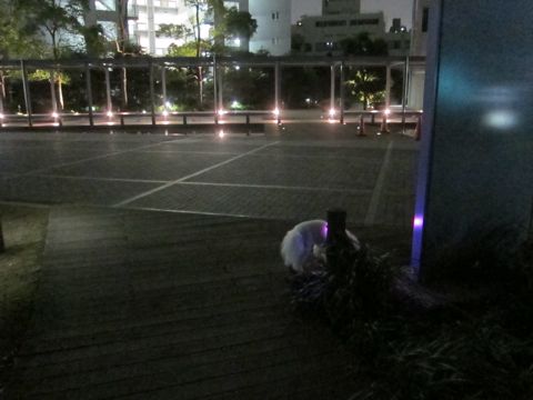 ホテル犬おあずかりペットホテル文京区ビションフリーゼトリミングフントヒュッテ東京トリミングサロンビションカット関東hundehutteかわいいビション62.jpg