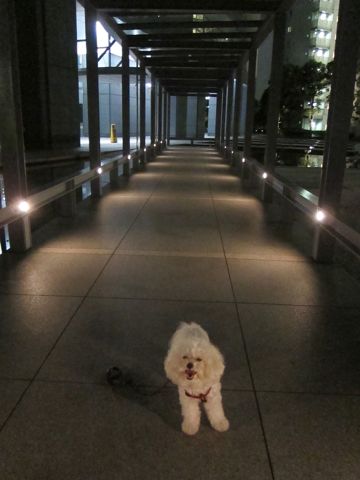 ホテル犬おあずかりペットホテル文京区ビションフリーゼトリミングフントヒュッテ東京トリミングサロンビションカット関東hundehutteかわいいビション63.jpg