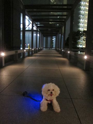 ホテル犬おあずかりペットホテル文京区ビションフリーゼトリミングフントヒュッテ東京トリミングサロンビションカット関東hundehutteかわいいビション64.jpg