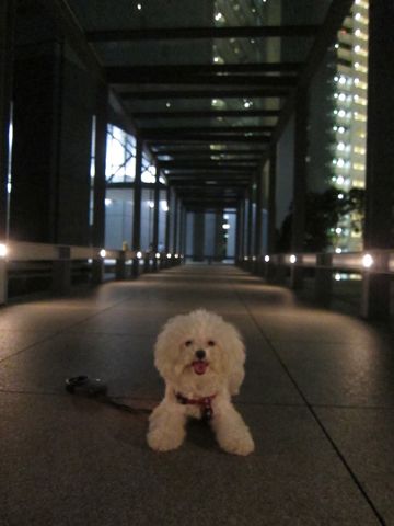 ホテル犬おあずかりペットホテル文京区ビションフリーゼトリミングフントヒュッテ東京トリミングサロンビションカット関東hundehutteかわいいビション65.jpg