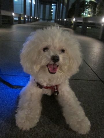 ホテル犬おあずかりペットホテル文京区ビションフリーゼトリミングフントヒュッテ東京トリミングサロンビションカット関東hundehutteかわいいビション66.jpg