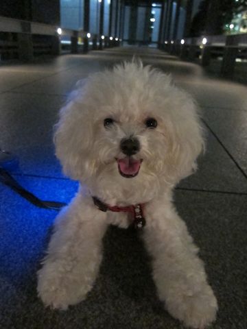 ホテル犬おあずかりペットホテル文京区ビションフリーゼトリミングフントヒュッテ東京トリミングサロンビションカット関東hundehutteかわいいビション67.jpg