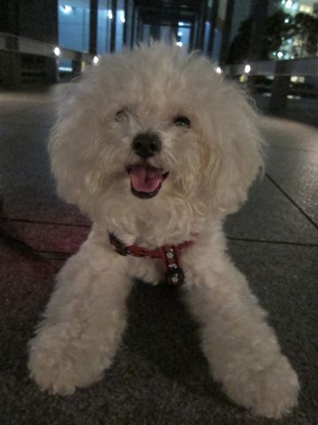 ホテル犬おあずかりペットホテル文京区ビションフリーゼトリミングフントヒュッテ東京トリミングサロンビションカット関東hundehutteかわいいビション68.jpg