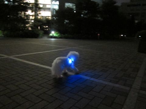 ホテル犬おあずかりペットホテル文京区ビションフリーゼトリミングフントヒュッテ東京トリミングサロンビションカット関東hundehutteかわいいビション69.jpg