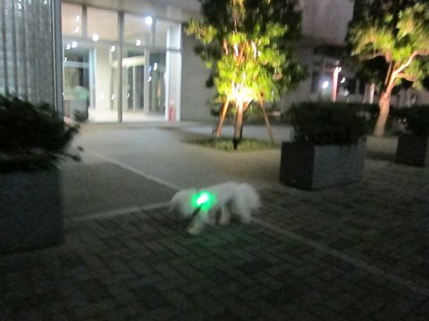 ホテル犬おあずかりペットホテル文京区ビションフリーゼトリミングフントヒュッテ東京トリミングサロンビションカット関東hundehutteかわいいビション70.jpg