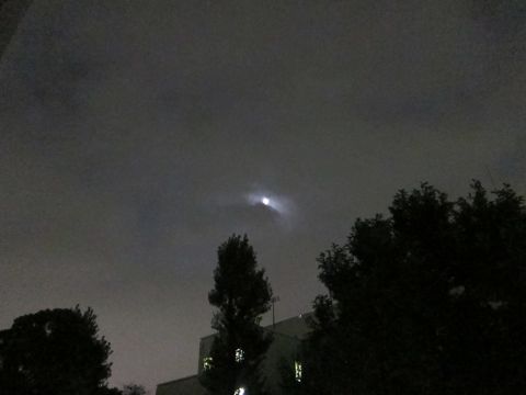 ホテル犬おあずかりペットホテル文京区ビションフリーゼトリミングフントヒュッテ東京トリミングサロンビションカット関東hundehutteかわいいビション71.jpg