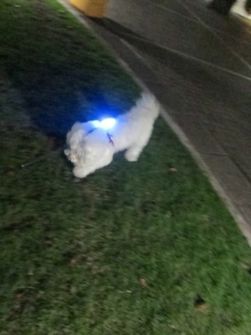 ホテル犬おあずかりペットホテル文京区ビションフリーゼトリミングフントヒュッテ東京トリミングサロンビションカット関東hundehutteかわいいビション72.jpg
