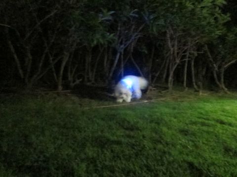 ホテル犬おあずかりペットホテル文京区ビションフリーゼトリミングフントヒュッテ東京トリミングサロンビションカット関東hundehutteかわいいビション77.jpg