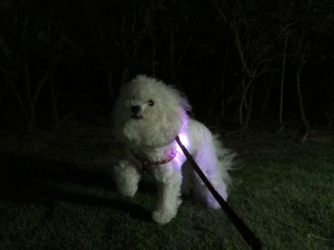 ホテル犬おあずかりペットホテル文京区ビションフリーゼトリミングフントヒュッテ東京トリミングサロンビションカット関東hundehutteかわいいビション78.jpg