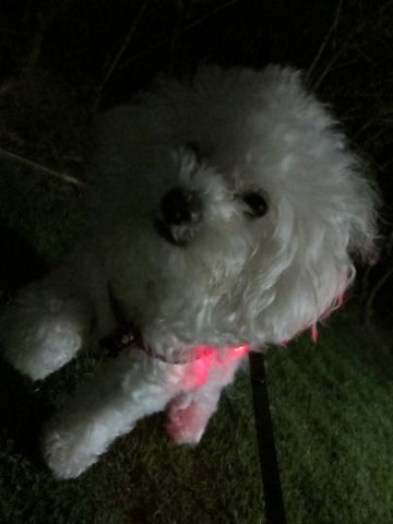 ホテル犬おあずかりペットホテル文京区ビションフリーゼトリミングフントヒュッテ東京トリミングサロンビションカット関東hundehutteかわいいビション79.jpg