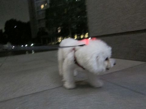 ホテル犬おあずかりペットホテル文京区ビションフリーゼトリミングフントヒュッテ東京トリミングサロンビションカット関東hundehutteかわいいビション80.jpg