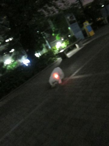 ホテル犬おあずかりペットホテル文京区ビションフリーゼトリミングフントヒュッテ東京トリミングサロンビションカット関東hundehutteかわいいビション81.jpg