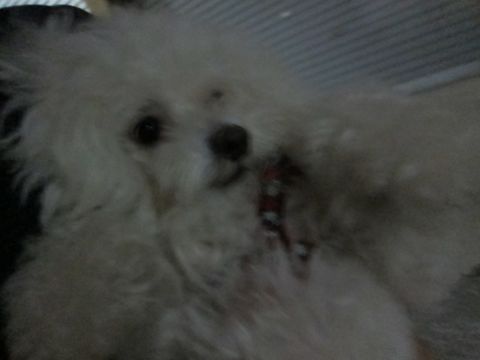 ホテル犬おあずかりペットホテル文京区ビションフリーゼトリミングフントヒュッテ東京トリミングサロンビションカット関東hundehutteかわいいビション83.jpg