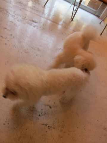 ホテル犬おあずかりペットホテル文京区ビションフリーゼトリミングフントヒュッテ東京トリミングサロンビションカット関東hundehutteかわいいビション88.jpg