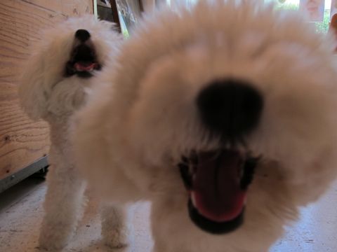 ホテル犬おあずかりペットホテル文京区ビションフリーゼトリミングフントヒュッテ東京トリミングサロンビションカット関東hundehutteかわいいビション89.jpg