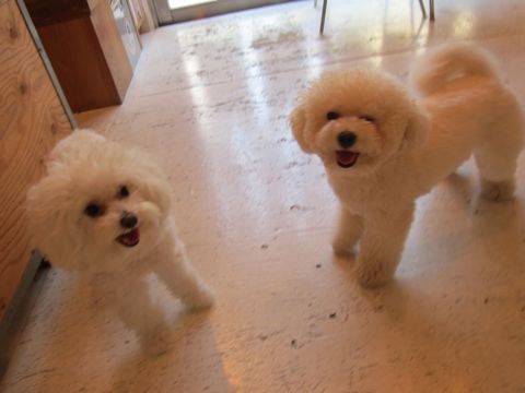 ホテル犬おあずかりペットホテル文京区ビションフリーゼトリミングフントヒュッテ東京トリミングサロンビションカット関東hundehutteかわいいビション90.jpg