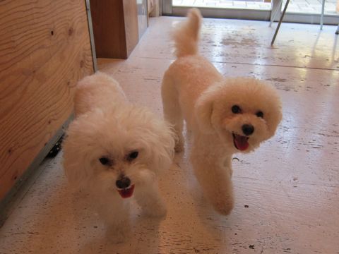 ホテル犬おあずかりペットホテル文京区ビションフリーゼトリミングフントヒュッテ東京トリミングサロンビションカット関東hundehutteかわいいビション91.jpg