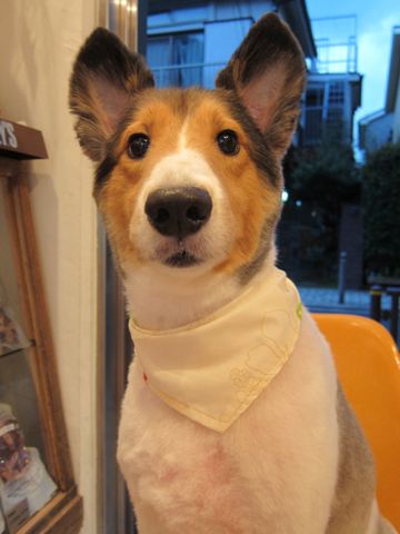 シェットランドシープドッグトリミング文京区フントヒュッテ東京hundehutteシェルティサマーカット犬暑さ対策シェットランド・シープドッグカットShetland Sheepdog5.jpg