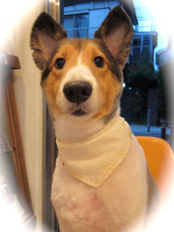 シェットランドシープドッグトリミング文京区フントヒュッテ東京hundehutteシェルティサマーカット犬暑さ対策シェットランド・シープドッグカットShetland Sheepdog6.jpg