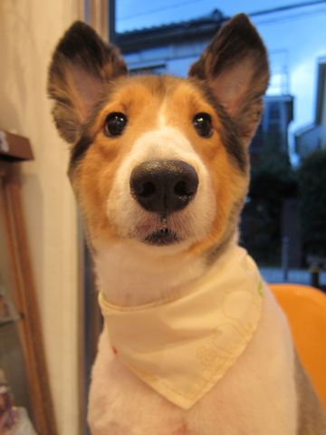 シェットランドシープドッグトリミング文京区フントヒュッテ東京hundehutteシェルティサマーカット犬暑さ対策シェットランド・シープドッグカットShetland Sheepdog9.jpg