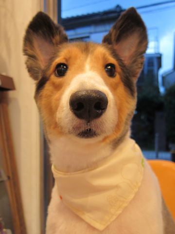 シェットランドシープドッグトリミング文京区フントヒュッテ東京hundehutteシェルティサマーカット犬暑さ対策シェットランド・シープドッグカットShetland Sheepdog11.jpg