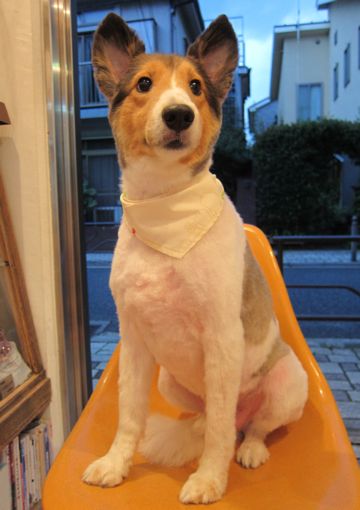 シェットランドシープドッグトリミング文京区フントヒュッテ東京hundehutteシェルティサマーカット犬暑さ対策シェットランド・シープドッグカットShetland Sheepdog13.jpg